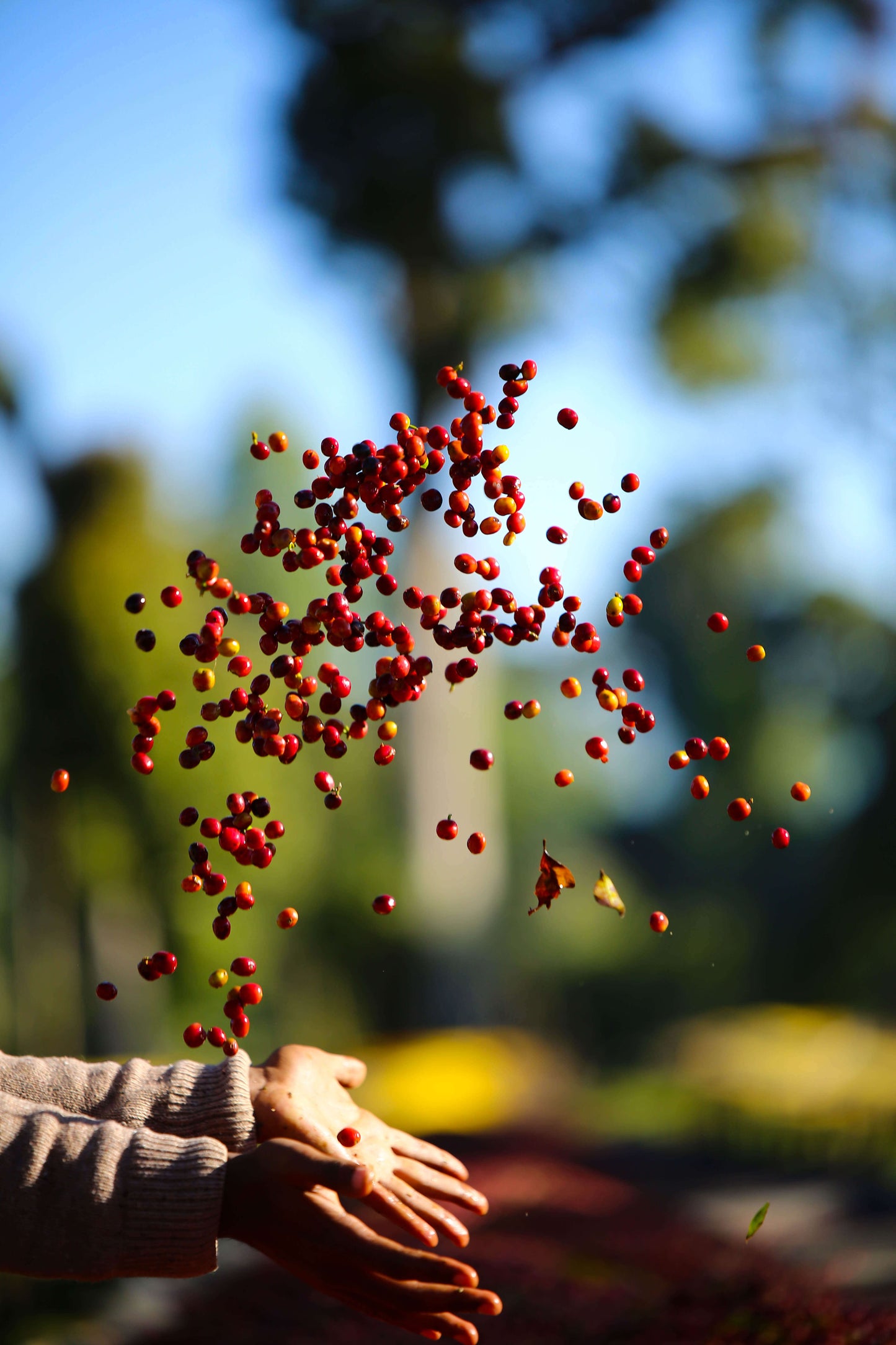 Ethiopia - Duwancho - Natural