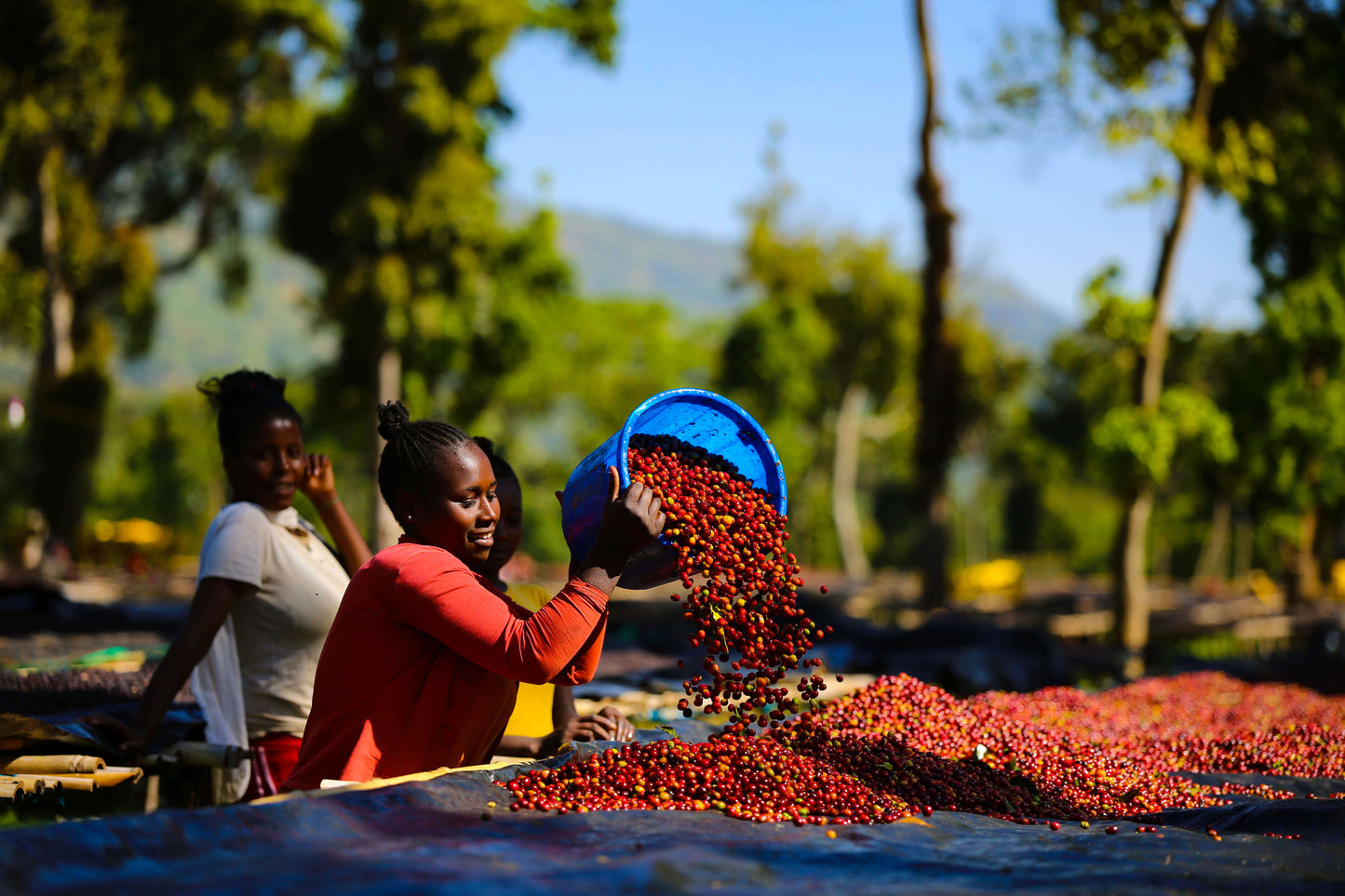 Ethiopia - Duwancho - Natural