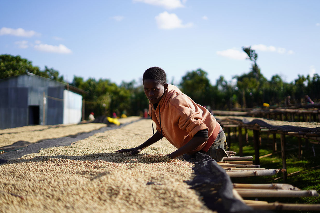 Ethiopia - Daye Bensa - Washed