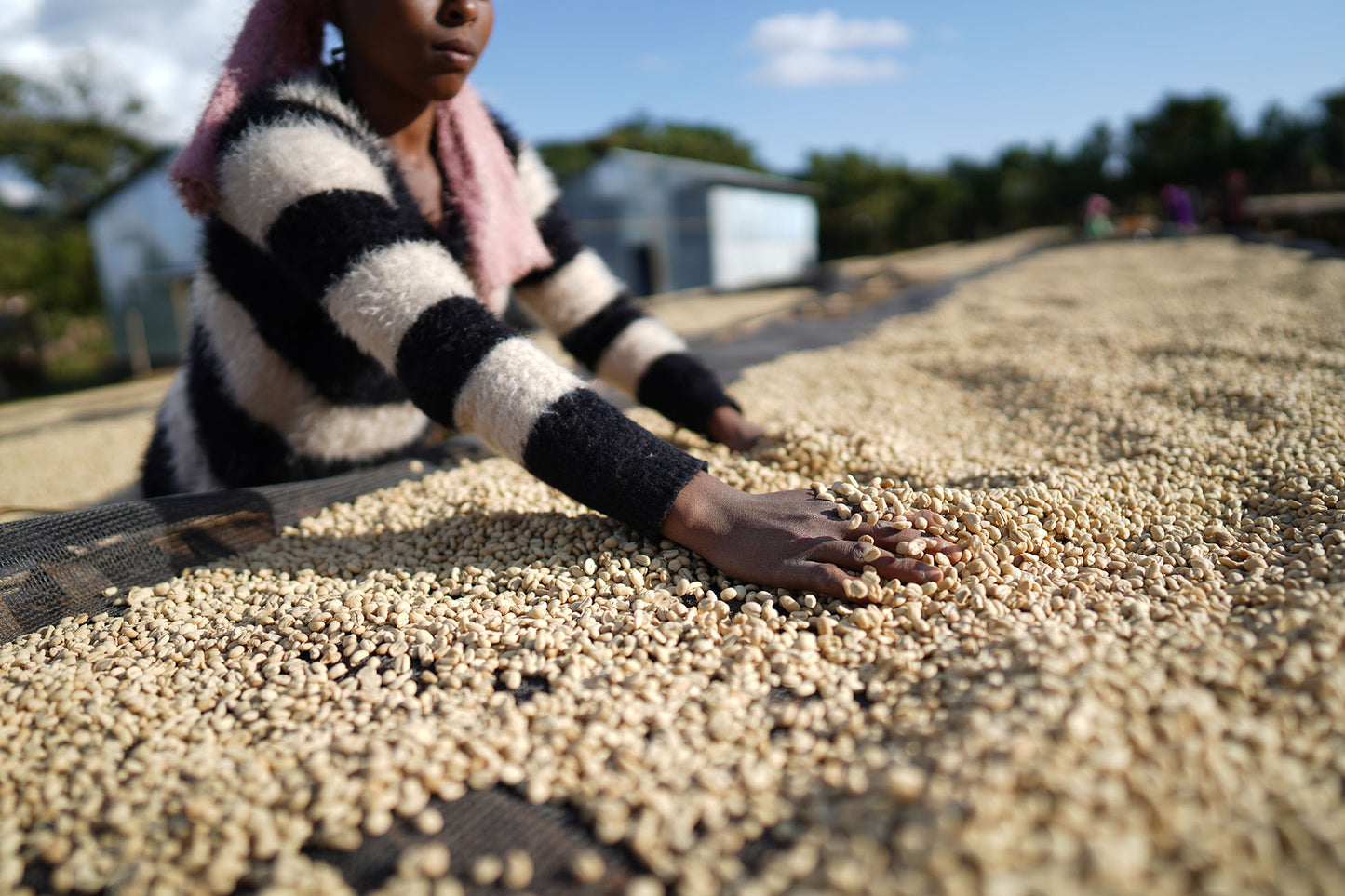 Ethiopia - Daye Bensa - Washed