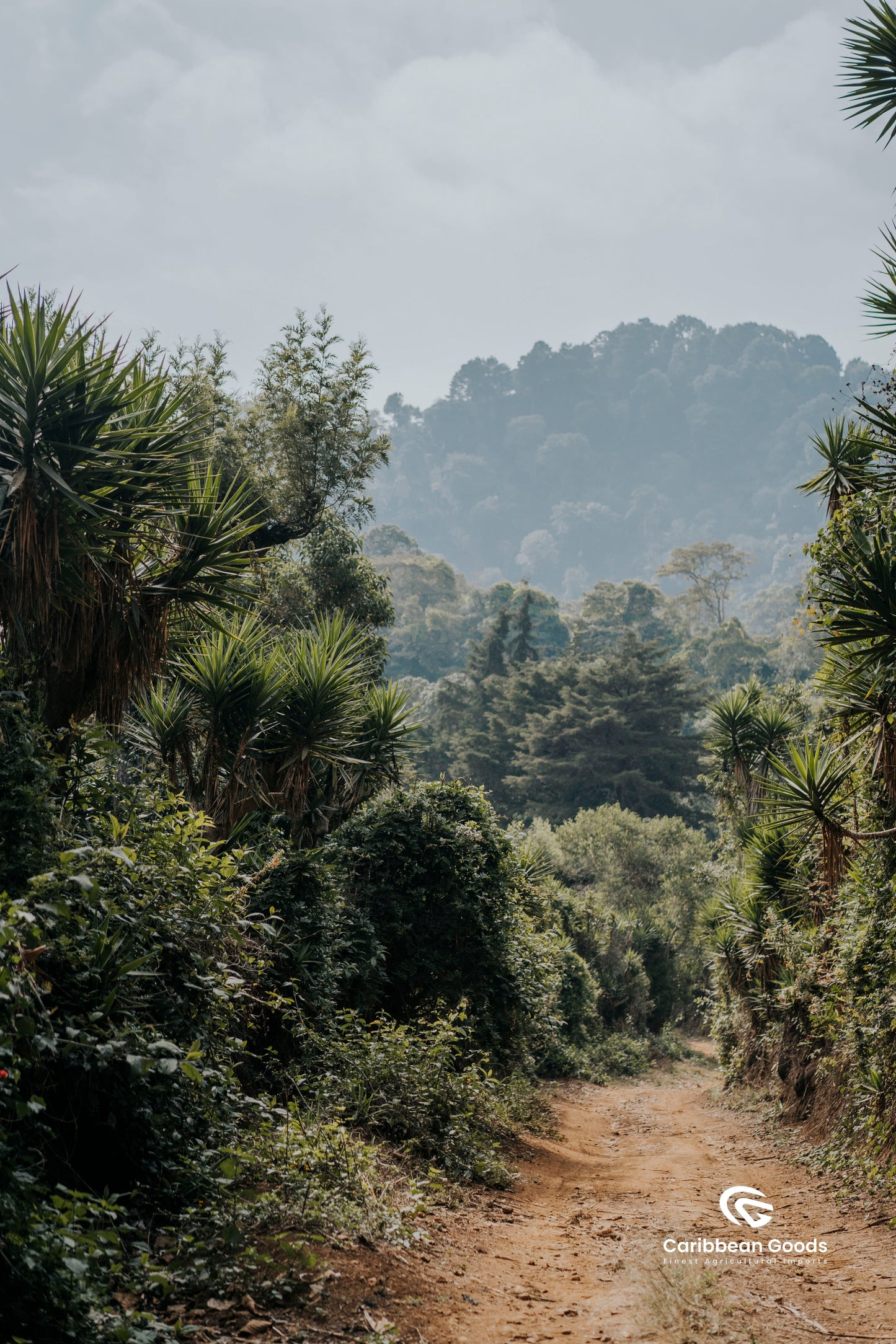 Roberto Díaz Marroquin - Guatemala - Carbonic Maceration