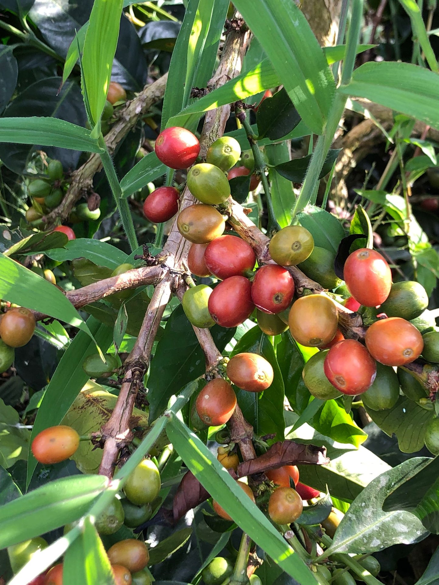 Colombia - Finca El Embrujo - Natural Anaerobic