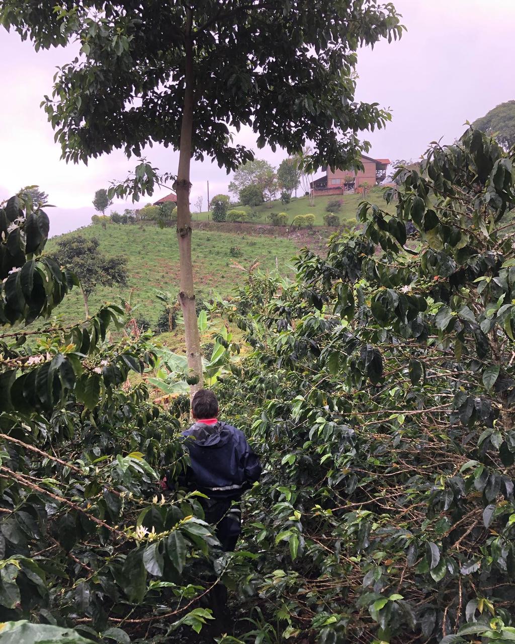 Colombia - La Divisa - Natural