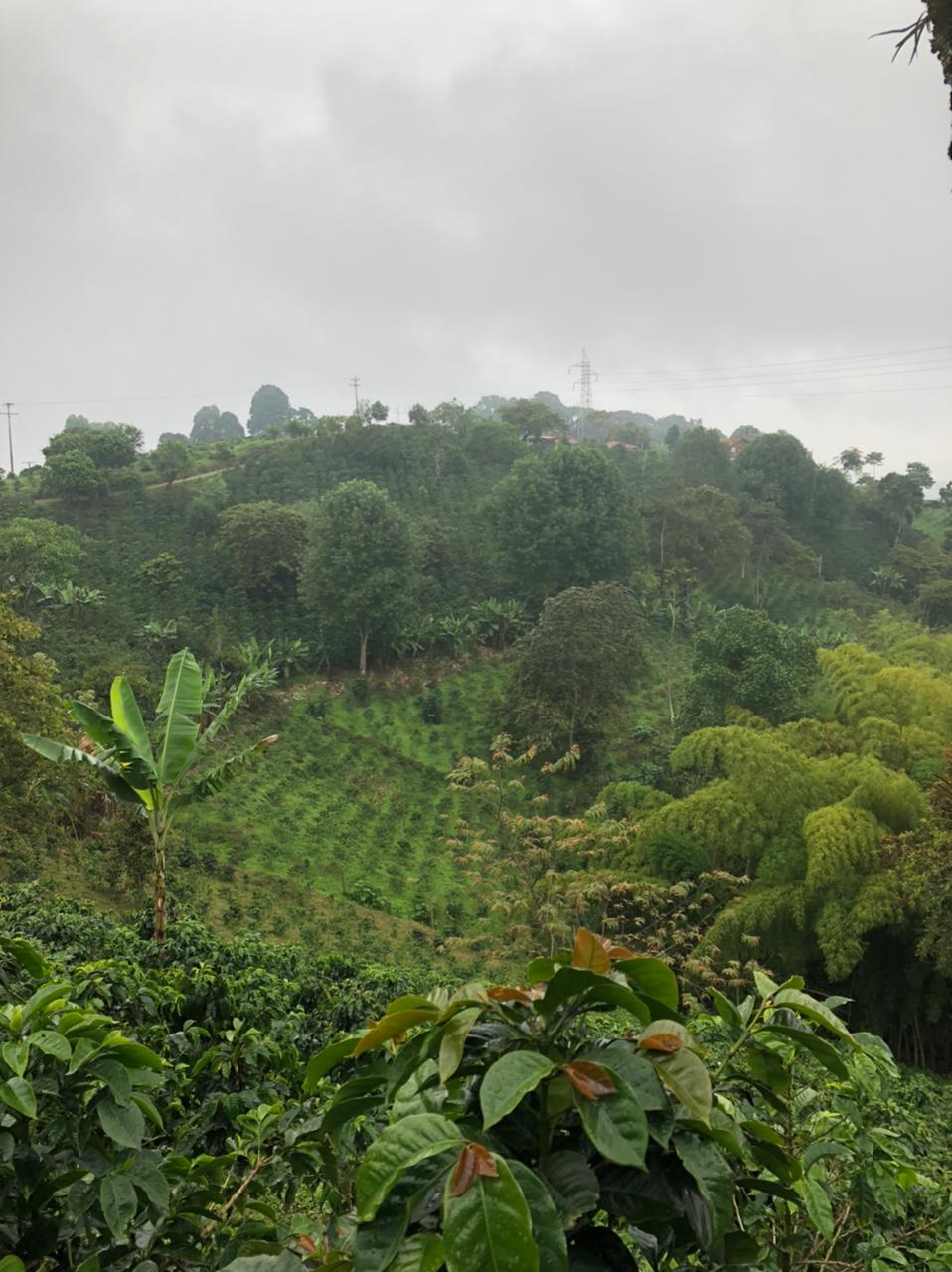 Colombia - La Divisa - Natural